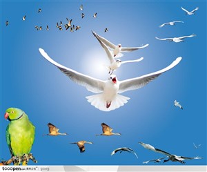 飞禽动物素材-飞翔的白鸽群飞鸟迁徙鹦鹉特写