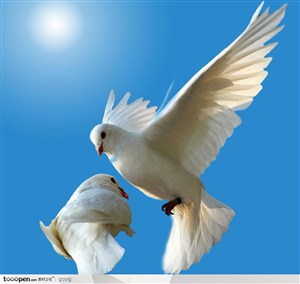 飞禽动物素材-飞翔的白鸽飞翔动态白鸽特写