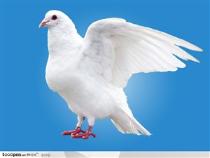 飞禽动物素材-降落落地的白鸽起飞前的白鸽特写