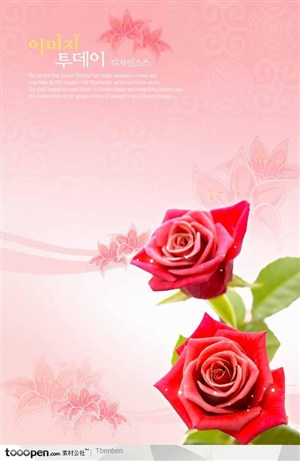 情人节玫瑰鲜花背景PSD分层素材