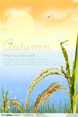 秋季绿叶海水稻太阳