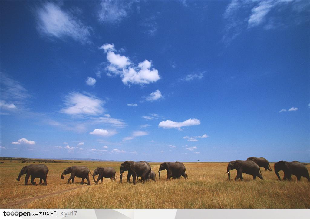 蓝天白云下成群的大象