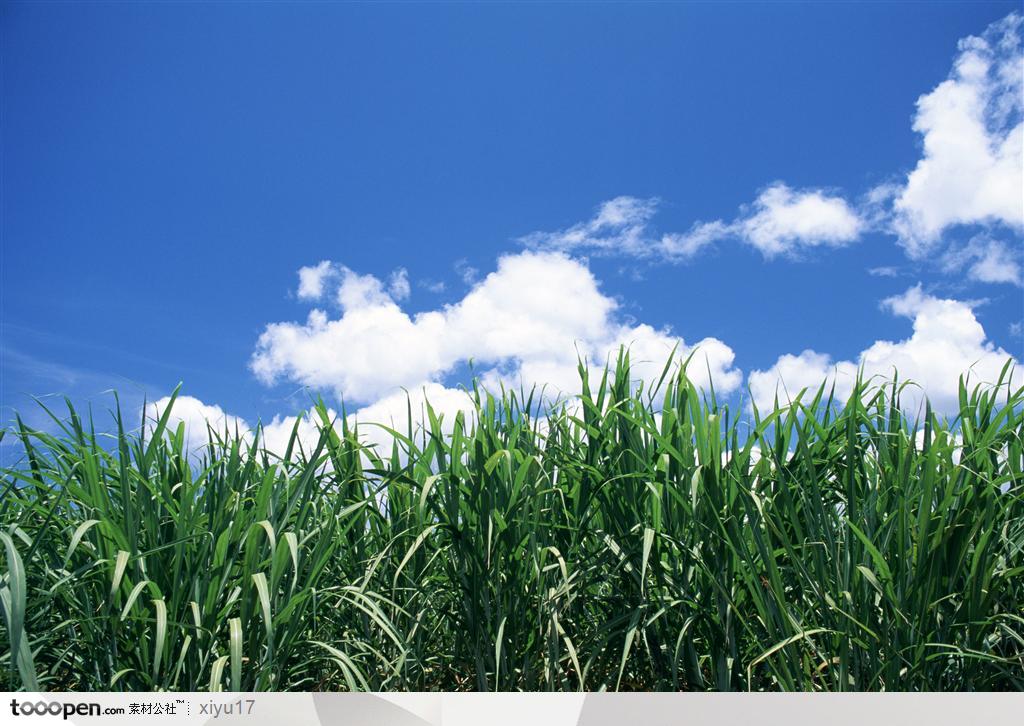 美丽天空-蓝天下的甘蔗地