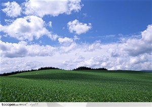 美丽的蓝天白云下绿油油的麦地