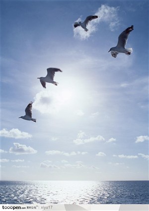 美丽天空-海面上飞翔的鸟