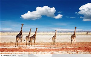 非洲美景-蓝天白云下的长颈鹿