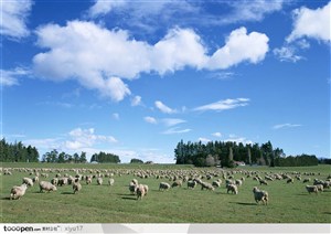 美丽蓝天白云下的羊群