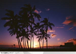 美丽天空-夜空中的椰子树