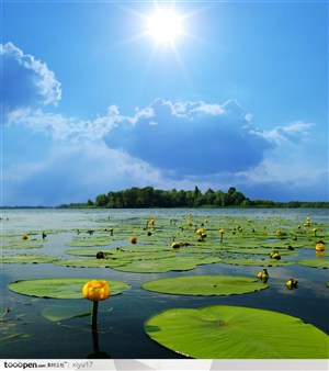 漂亮山景-湖面上的睡莲