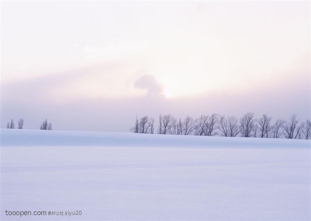 漂亮雪景-雪地上的一排树