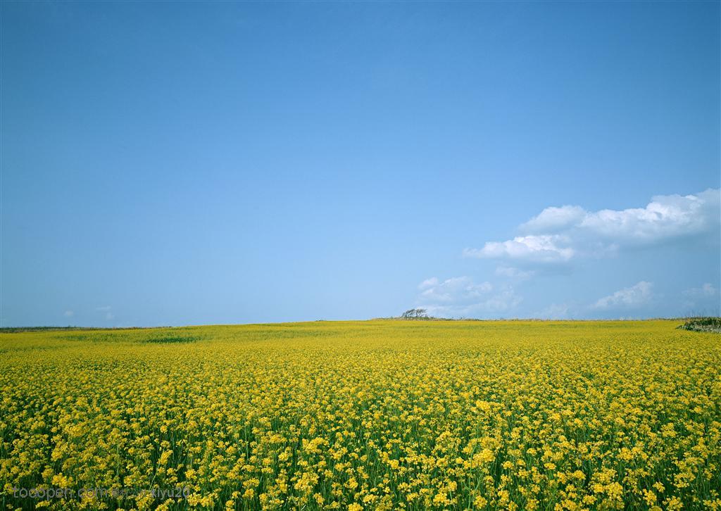 平原草原-蓝天下的油菜花