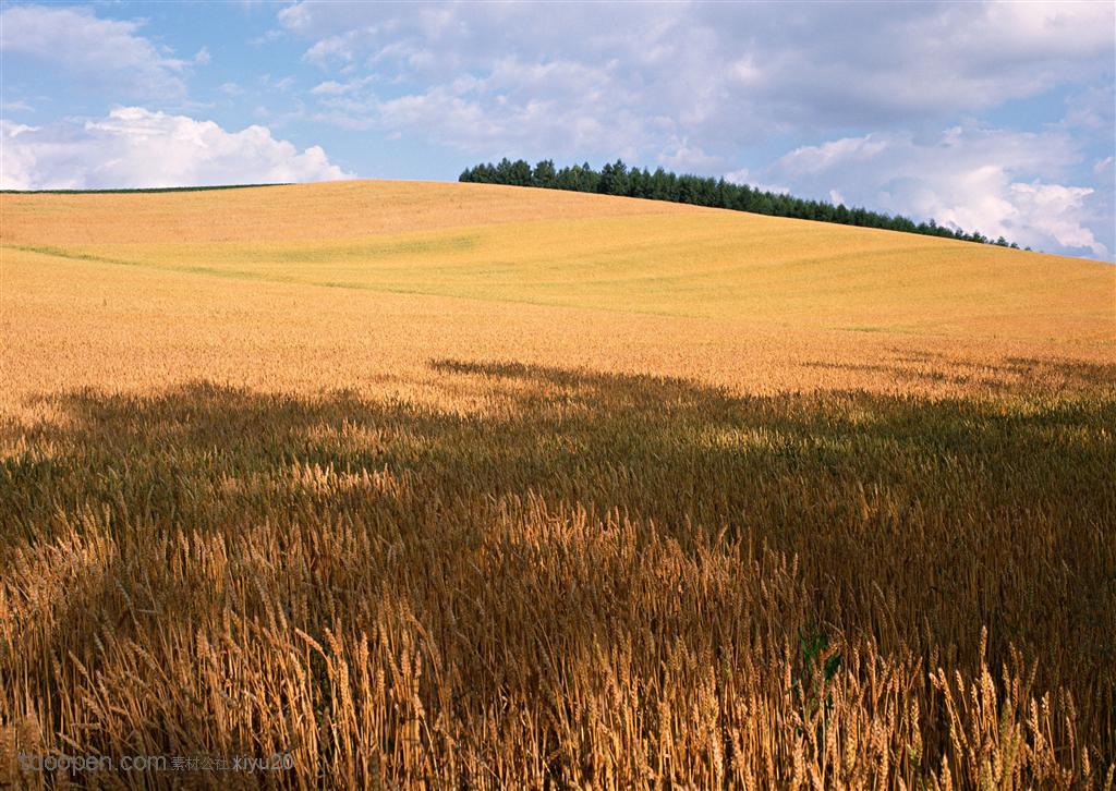 平原草原-山坡上的麦田