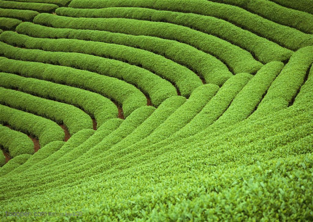 平原草原-起伏的茶树