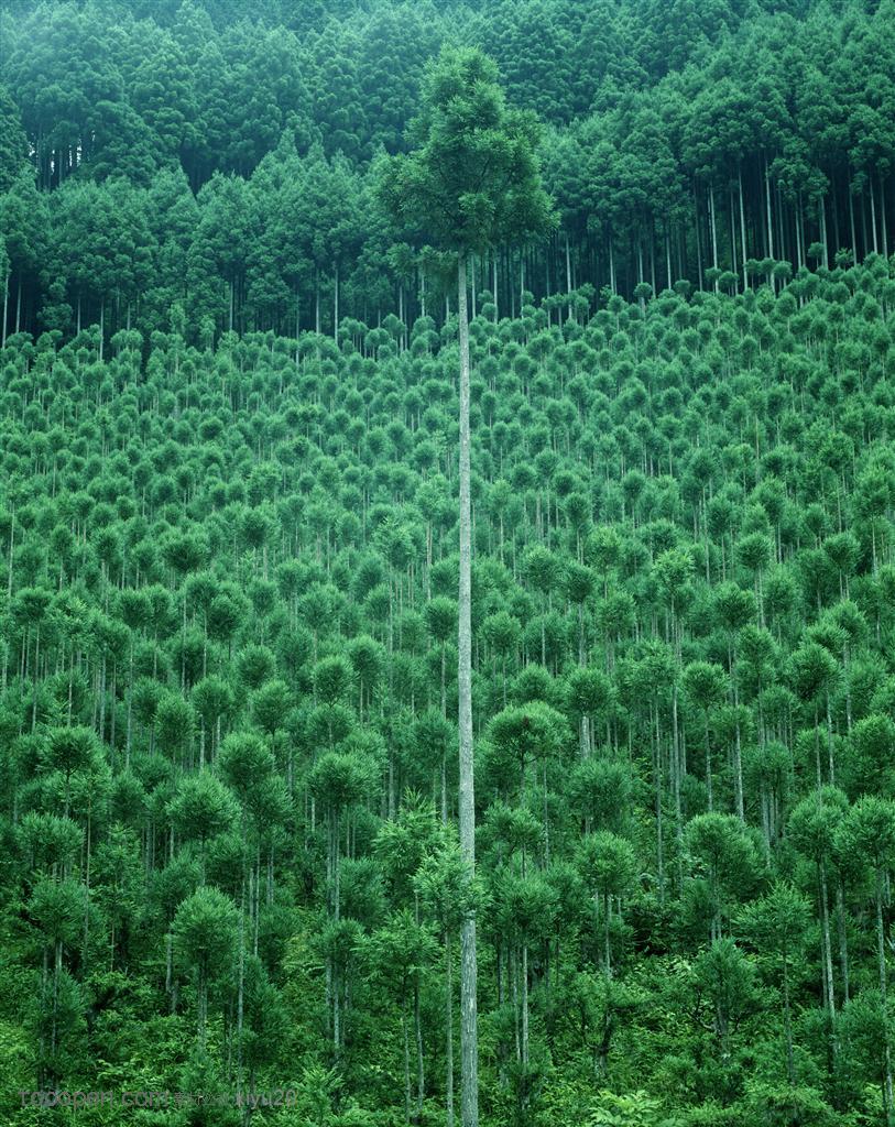 树林风景-笔直高耸的树木