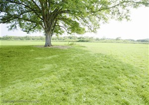 草地天空-草地上的大树