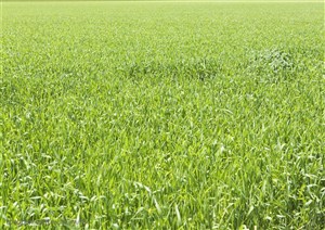 草地天空-一片绿油油的嫩草