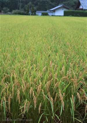 平原草原-成熟的水稻