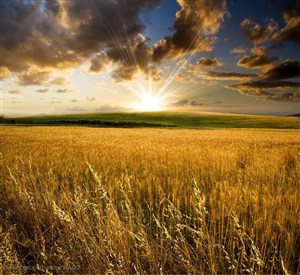 平原草原-金黄的麦田