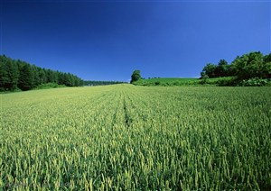 平原草原-蓝天下漂亮的麦田