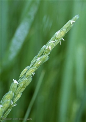 平原草原-嫩绿的稻穗