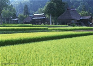 平原草原-嫩绿的水稻