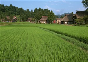 平原草原-水稻旁的房子