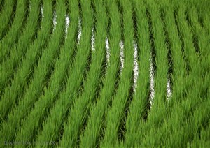 平原草原-整齐的水稻