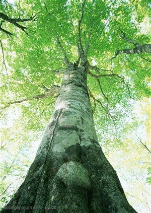 树林风景-笔直的古老大树