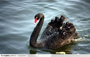 湖泊里游泳的一只黑天鹅