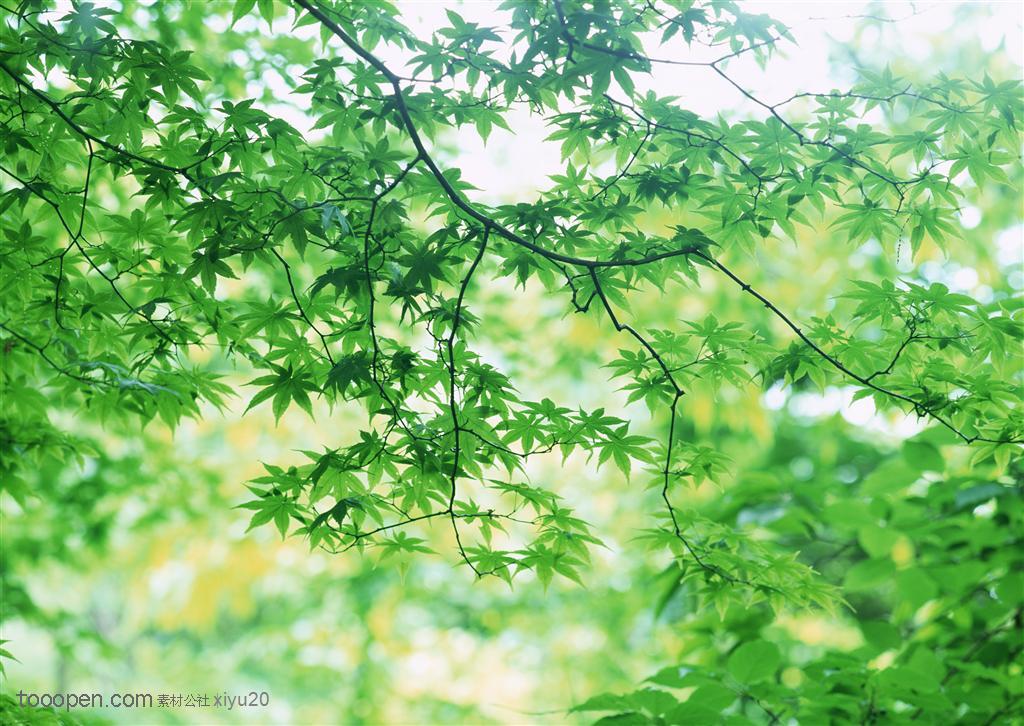 树林风景-翠绿的枫树叶