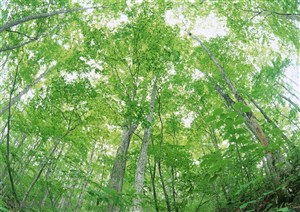 树林风景-高耸的绿树