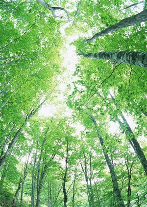 树林风景-高耸的树林