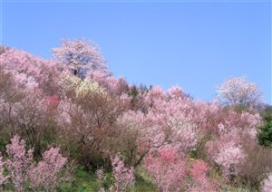 树林风景-满山粉色的樱花