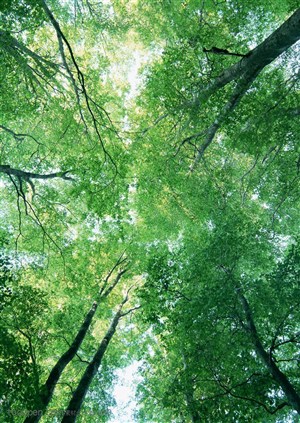 树林风景-嫩绿的树林