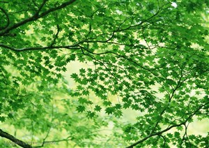 树林风景-漂亮的绿色叶子