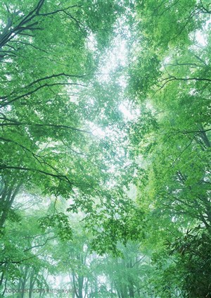 树林风景-漂亮的树林