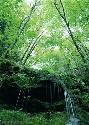 树林风景-树林间的流水
