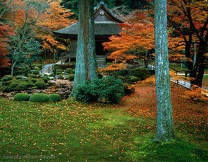 树林风景-树林间漂亮的木房子