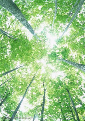 树林风景-通透的树林