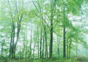 树林风景-雾气弥漫的森林