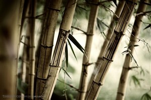 干裂竹子竹林高清图