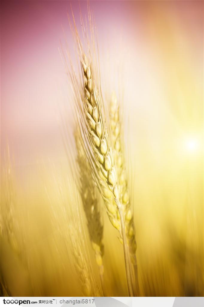 成熟的小麦近景特写