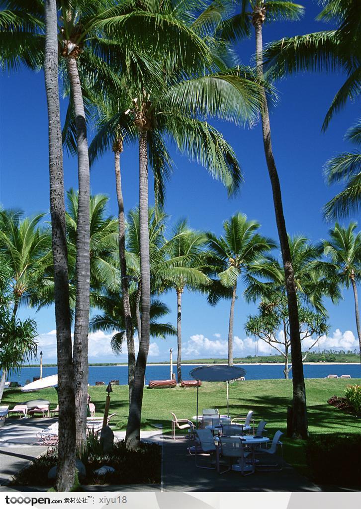 海滩风景-高耸的椰树