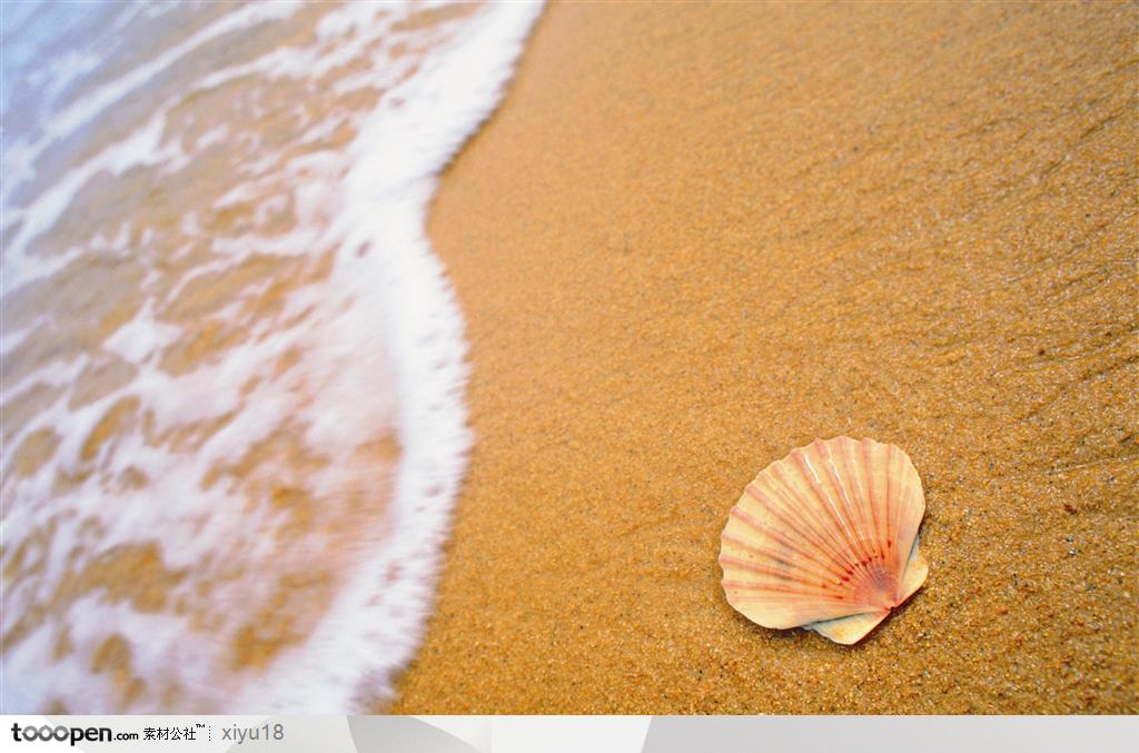 海滩风景-金色沙滩上的贝壳