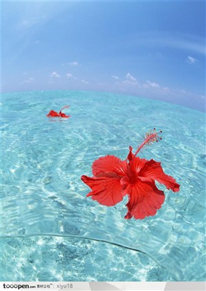 海滩风景-漂浮的红色花朵