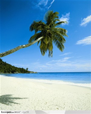 海滩风景-倾斜椰树下的海面