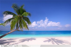 海滩风景-沙滩上倾斜的椰树