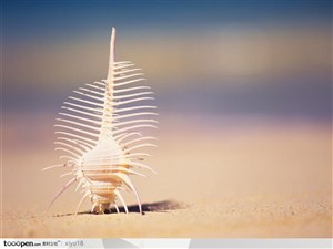 海滩风景-沙滩上竖起的漂亮贝壳