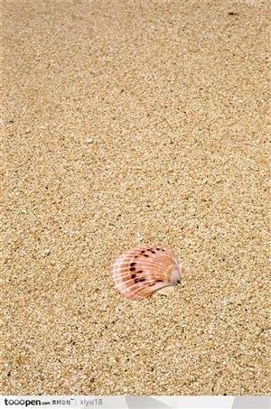 海滩风景-沙滩中的贝壳