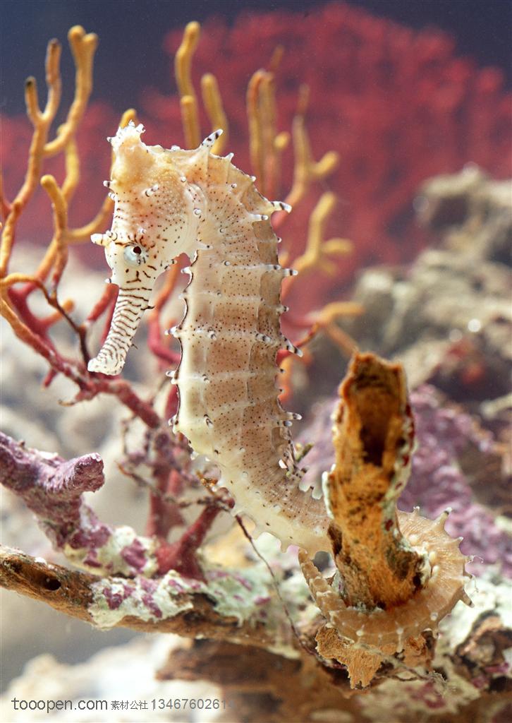 海洋生物-在珊瑚丛中活动尾部缠绕在珊瑚根部